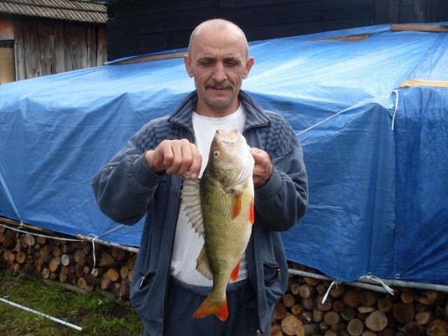 Tego okonia Marek Brzeziński złowił pod koniec sierpnia. &#8222;garbus&#8221; ważył 1,25 kg. 