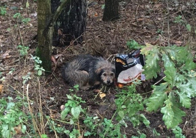 Jeśli uda się ustalić właściciela psa, to za porzucenie go, będzie mu grozić do trzech lat pozbawienia wolności.