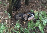 Poznań: Strażnicy miejscy znaleźli psa przywiązanego do drzewa drutem. Trafił do schroniska 