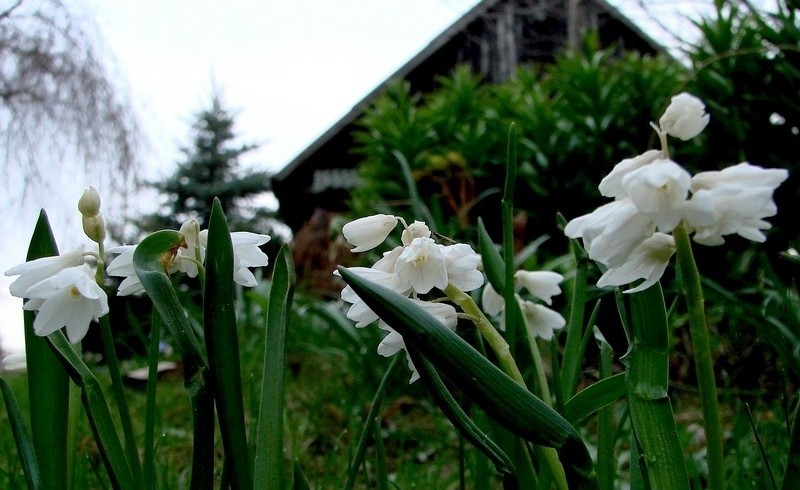 Cebulice o białych kwiatach są rzadkością w ogrodach, ale...