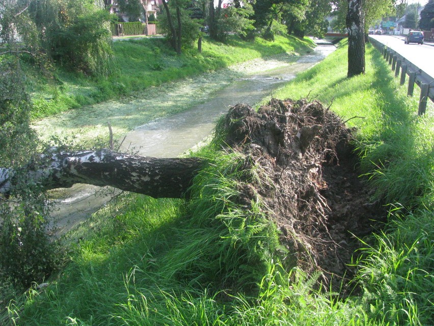 Myślenice. Mieszkańcy miasta alarmują w sprawie wycinki drzew. Tym razem w korycie rzeki Bysinki