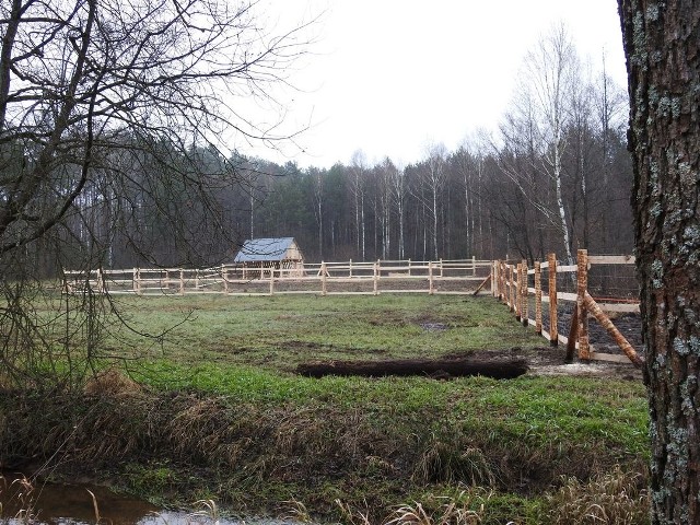 Zagroda przygotowana dla żubrów tuż przed przywiezieniem do niej zwierząt