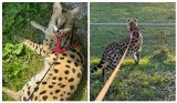 Z prywatnej hodowli pod Koźlem uciekł serwal afrykański. Jest podobny do geparda. "Pod żadnym pozorem nie zbliżać się do niego"