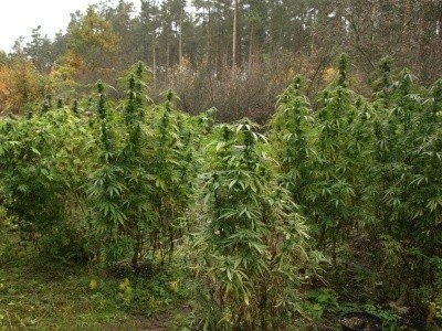Plantacja marihuany była dobrze ukryta w lesie.