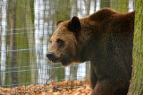 Zoo w Poznaniu: Niedźwiedzie nie zapadły w sen! [ZDJĘCIA, FILM]