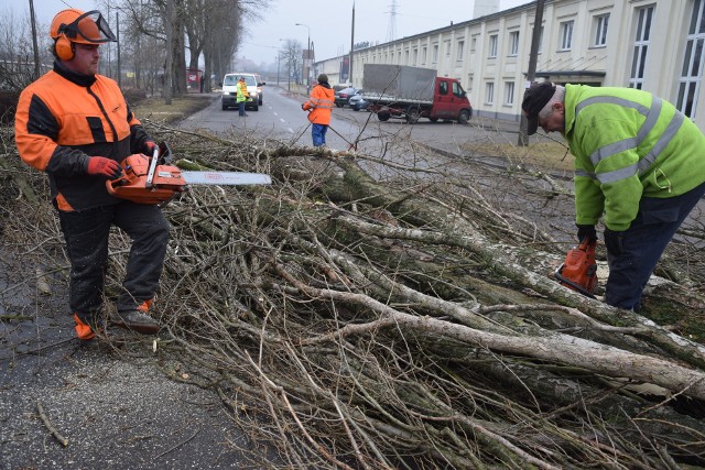 Wzdłuż ul. Kobylogórskiej pod topór poszło 79 drzew.