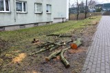 Zniknęły drzewa na Kormoranów w Szczecinie. Co było przyczyną kolejnej wycinki w mieście? Sprawdziliśmy