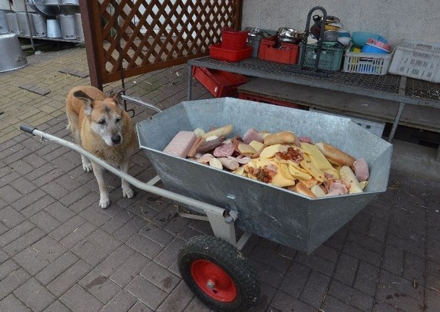 Ruda to rezydentka w schronisku. Chodzi wolno, wita każdego i pilnuje przysmaków. Nie jest do adopcji.