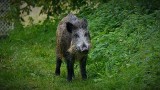 Poznań: Potrącił dziki na Strzeszynie i zabrał je... na pasztet?