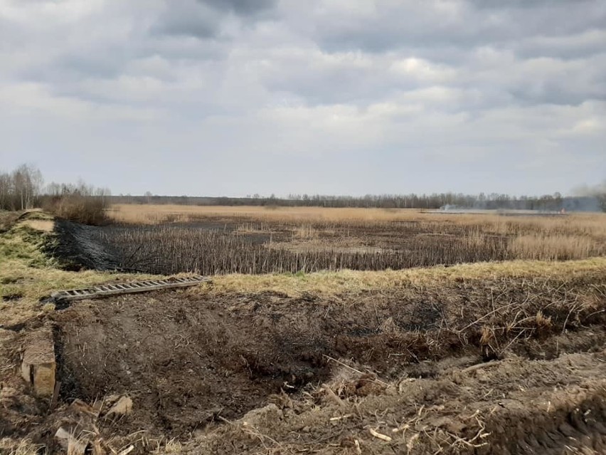 Osiem hektarów trzcin spaliło się w Kłudnie.