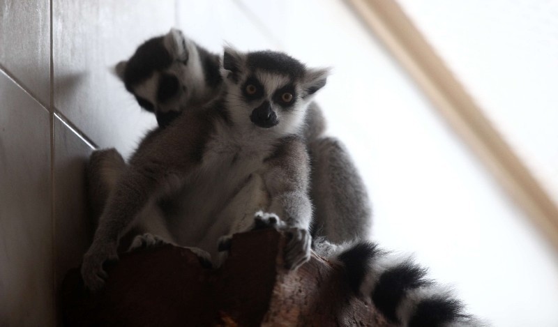 Lemury są z natury towarzyskie i zgodne. Przytulają się,...