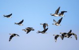 Biebrzański Park Narodowy. Dobry czas na obserwacje wiosennych migracji ptaków. Zobacz wyjątkowe zdjęcia