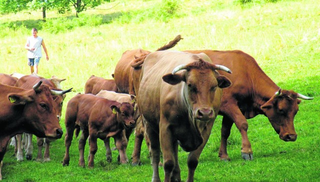 O dopłaty bezpośrednie za 2016 mogą ubiegać się m.in.  hodowcy bydła mięsnego