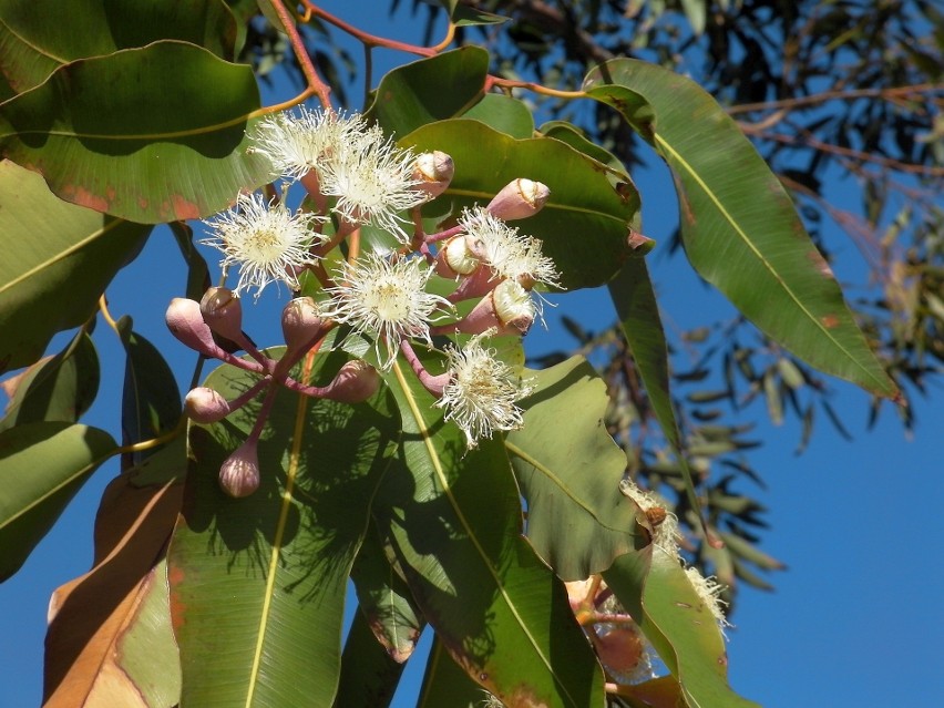Eukaliptus gałkowy (Eucalyptus globulus) jest źródłem olejku...