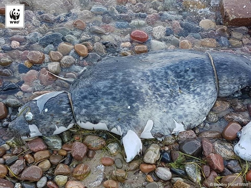 Dwie martwe foki z pętlą u szyi i cegłą znalezione na plaży w Gdyni Oksywiu. Prokuratura bada sprawę 