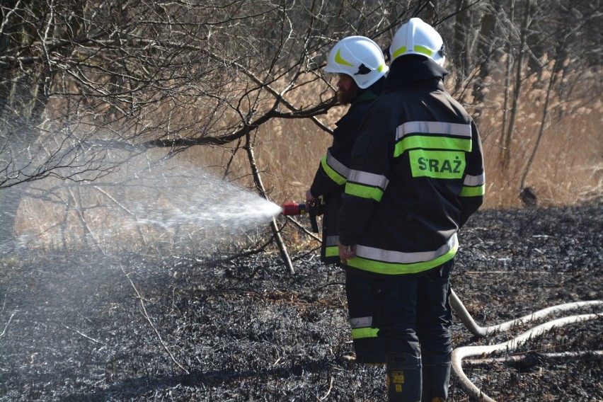 W miejscowości Lutówko-Młyn spłonął ponad hektar uprawy...