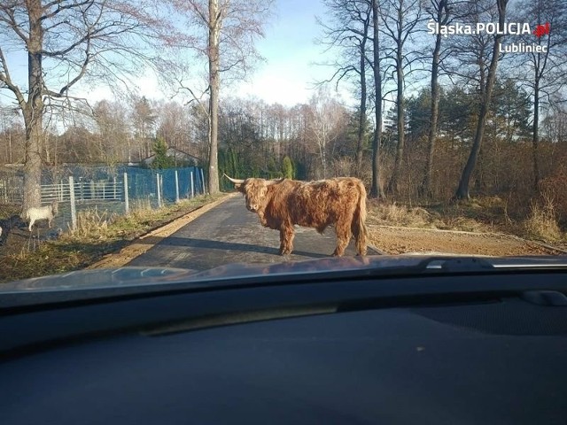 Maciuś sforsował ogrodzenie i uciekł z gospodarstwa.