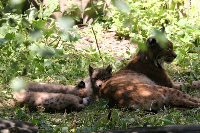 Koty z opolskiego zoo.