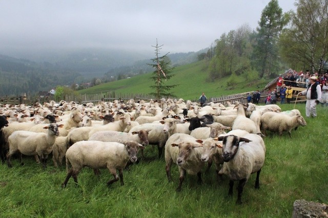 Owce zostaną uroczyście wypędzone na hale dopiero w czerwcu