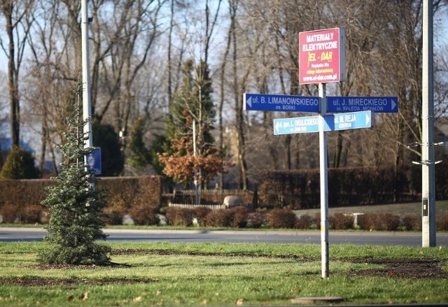 Małe choinki posadzono między innymi przy rondzie księdza Kotlarza w Radomiu.