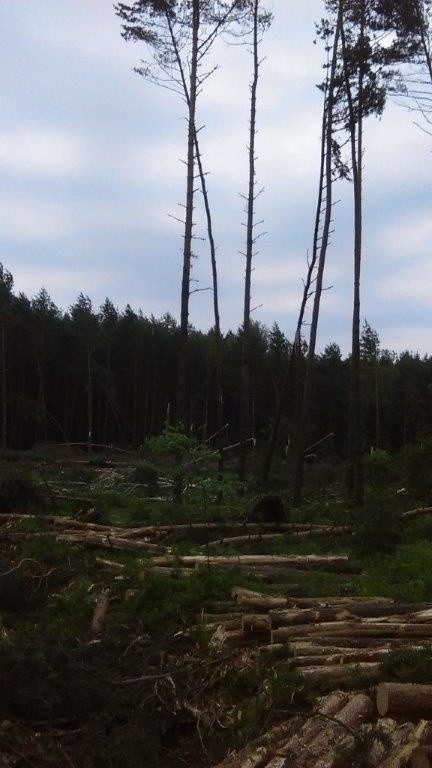 Burze na Śląsku: Olbrzymie szkody w nadleśnictwach RDLP w Katowicach
