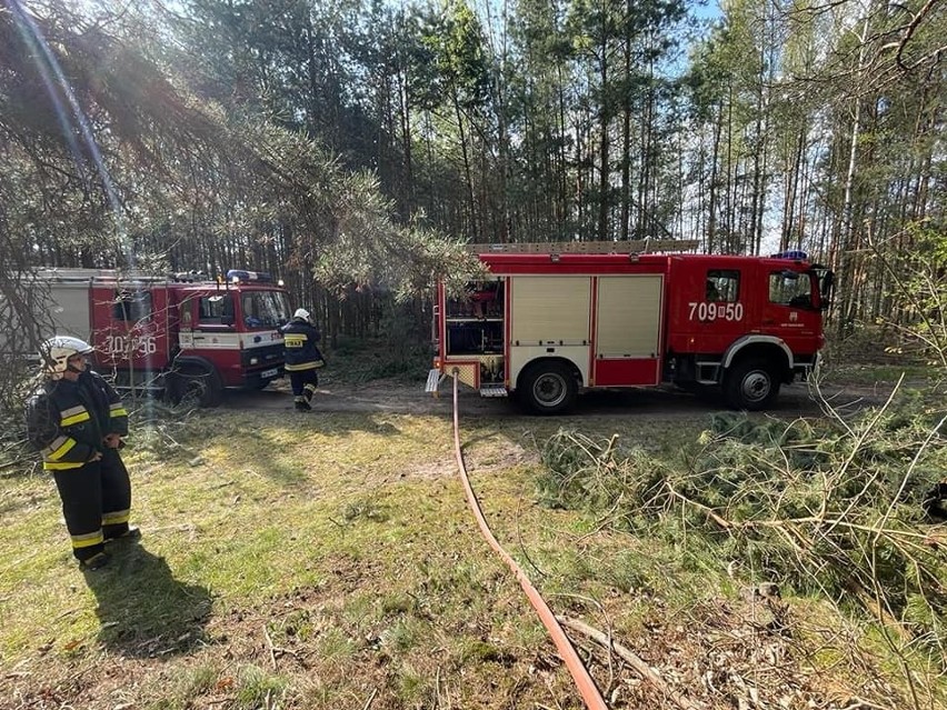 Pożar lasu na terenie gminy Kazanów, w powiecie zwoleńskim