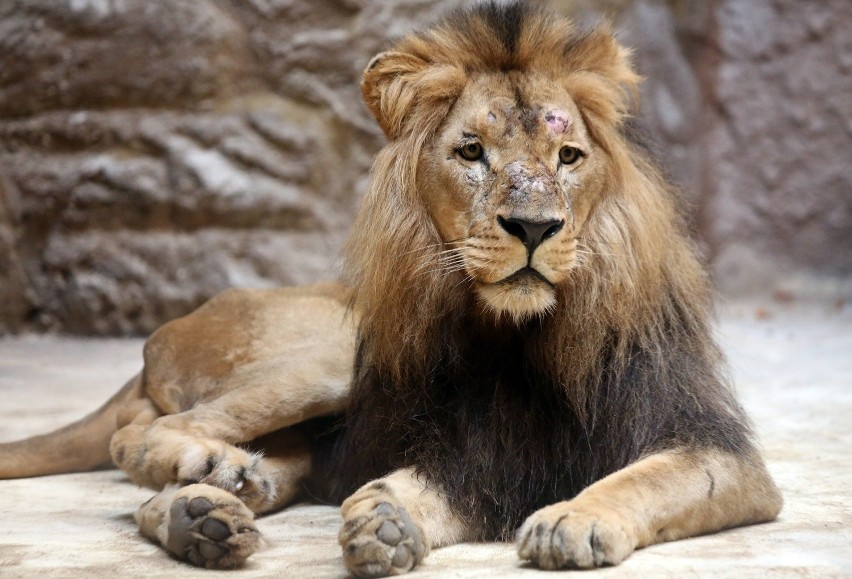 Lew zagryzł lwicę w gdańskim zoo. Arco wyeliminował samicę, której nie chciał?