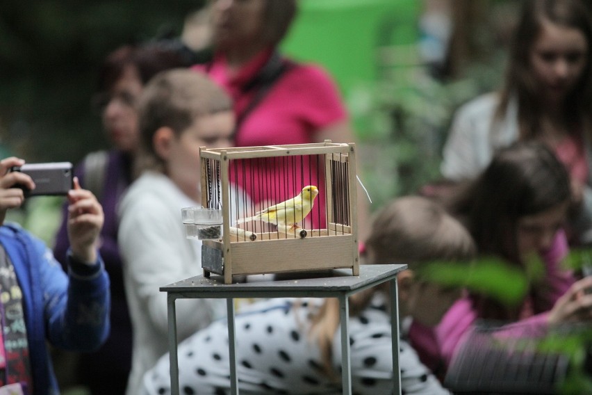 Wystawa ptaków egzotycznych w łódzkiej Palmiarni [ZDJĘCIA]