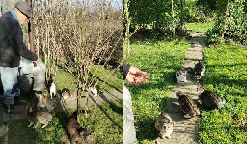 O pomoc dla zwierzaków pan Władzio poprosił za pośrednictwem...