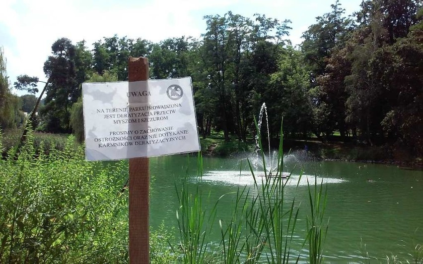 Wokół stawu rozłożono trutki. Na razie jednak efektu nie...