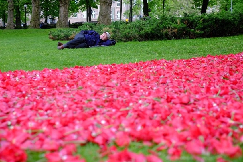 Poznań: Dywany kwiatowe z tulipanów ozdobiły park...