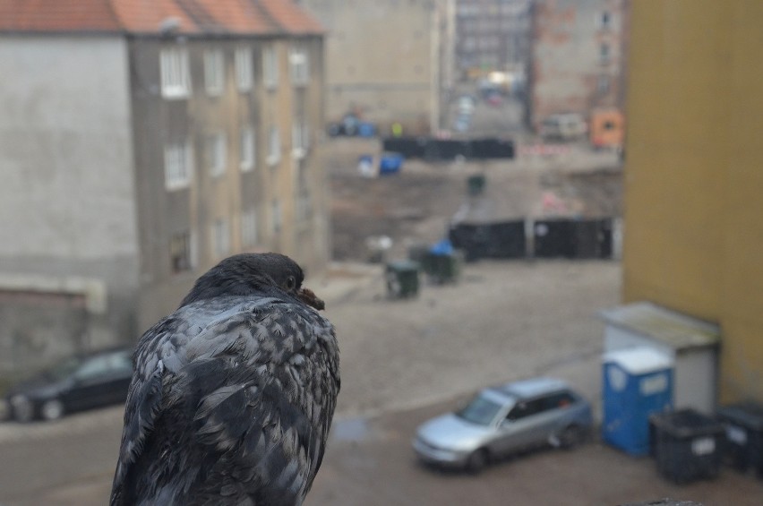 Wrocław: Spielberg skończył kręcić. Zburzyli stację metra i robią parking (ZDJĘCIA)