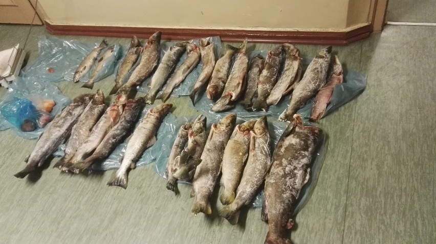 Nielegalnie łowili ryby na rzece Wieprzy. Zatrzymała ich policja [zdjęcia]