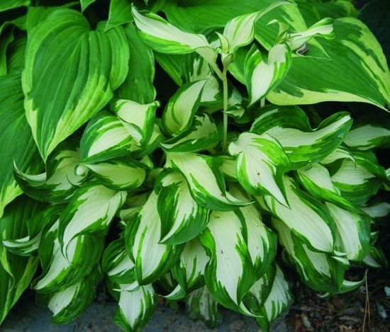 Różne odmiany funkii czarują liśćmi jednolicie zielonymi lub przebarwionymi na biało, kremowo, żółto