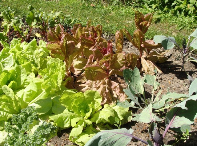 Wiosenne i letnie plony zależą m.in. od tego, jak zadbamy o warzywnik przed zimą.