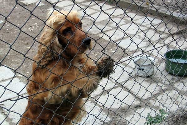 Na dzisiejszej sesji w Przemyślu radni zastanowią się nad wprowadzeniem obowiązku chipowania psów. Ma to zapobiec zjawisku masowego porzucania "niepotrzebnych&#8221; czworonogów.