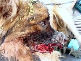 Oleśnica: Pies postrzelony w głowę z broni palnej (DRASTYCZNE ZDJĘCIA)