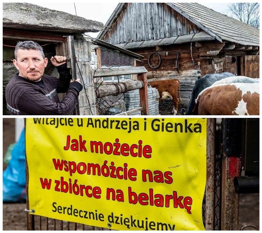 Rolnicy. Podlasie. Nowa belarka, tur, a teraz remont domu. Krytyka wylała się na Gienka i Andrzeja