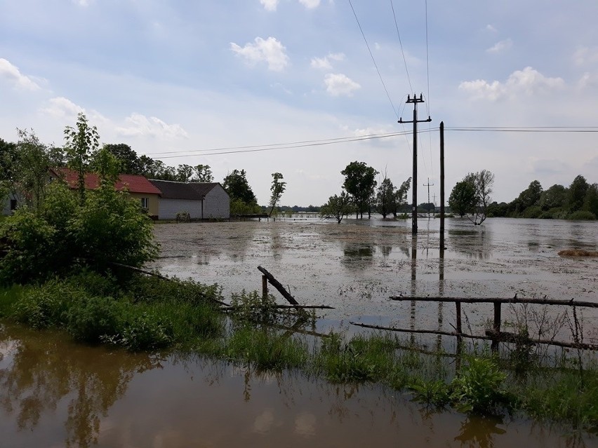 Woda z Wisły podtopiła także część terenu Lucimi w gminie...