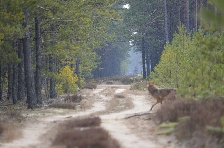 Trzy wilki w lesie koło Kościerzyny. Udało się je...