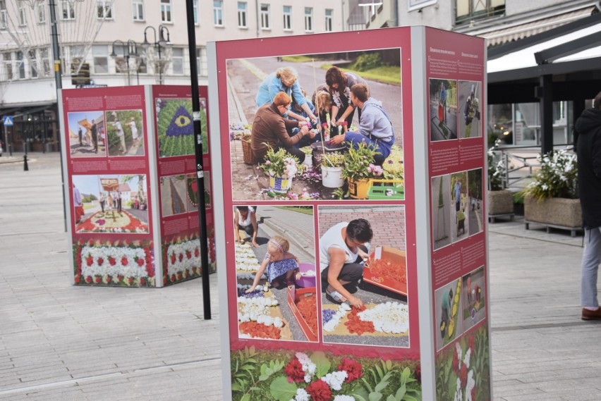 Opole. Poprzez wystawę promują piękno dywanów kwiatowych. Trafią na listę UNESCO? [ZDJĘCIA]