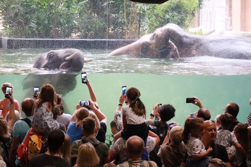 Światowy Dzień Słonia w łódzkim Orientarium. Do Aleksandra i Taru przyszło wielu gości!