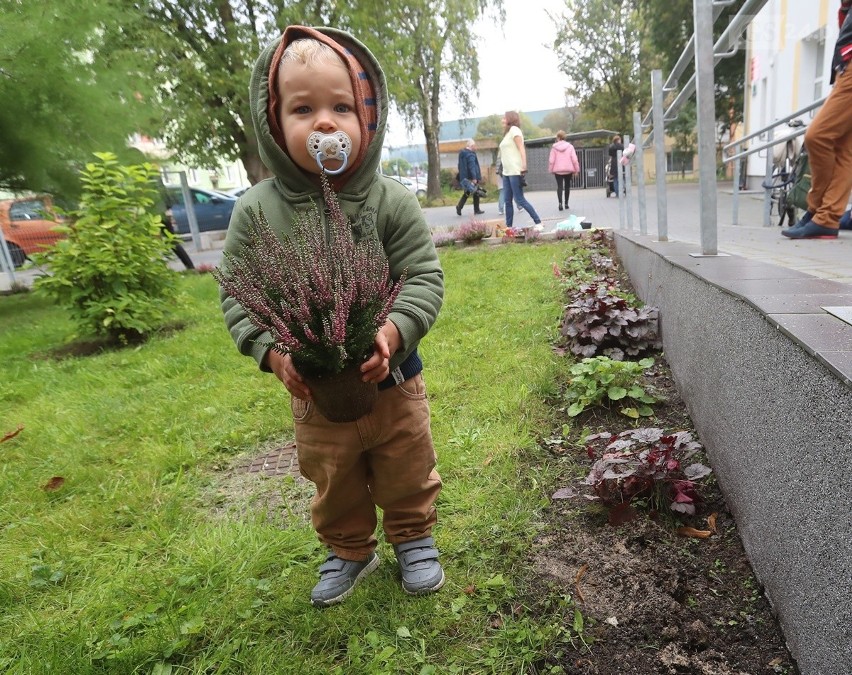 Dzieci ze żłobka nr 8 sadziły krokusy i wrzosy [zdjęcia]