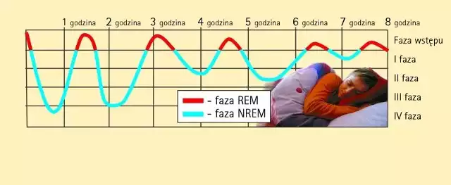 Chwilę po tym, jak kładziemy się spać, pojawiają się mózgowe fale alfa świadczące o osiągnięciu stanu relaksacji.Po nim następuje kilkuminutowe zaledwie stadium płytkiego snu, zwanego też półsnem. Stadium drugie to etap przejściowy ze snu płytkiego do głębokiego. Stadium trzecie i czwarte określane są mianem snu głębokiego. To najdłuższa, bo prawie godzinna faza snu. Charakterystyczne dla niej są wolne fale nazywane falami delta. Im jest ich więcej - tym głębiej śpimy i tym trudniej nas obudzić. Człowiek zerwany wówczas ze snu nie wie, na jakim jest świecie. Psychiatrzy nazywają to upojeniem przysennym i uznają za stan zniesionej poczytalności. Klika razy w ciągu nocy sen wypłyca się z i głębszych faz przechodzi do fazy pierwszej. Takiemu przejściu towarzyszy pojawienie się snu REM. Cały cykl trwa 90 minut.