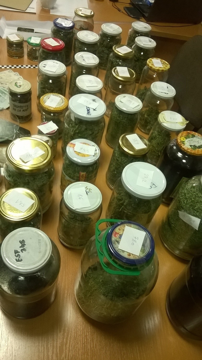 Kraków. Policjanci przejęli 1,5 kilograma marihuany i setki grzybów halucynogennych