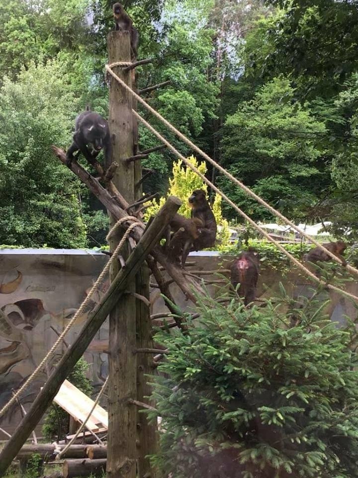 Mandryle z gdańskiego zoo szaleją na wybiegu