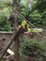 Mandryle w Gdańskim Ogrodzie Zoologicznym szaleją na wybiegu po modernizacji. Zobacz wideo!