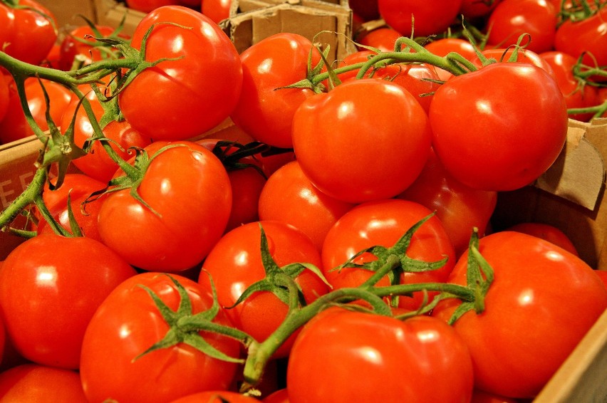Zagraniczne pomidory osiągają znacznie większe rozmiary niż...