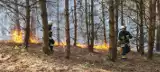 Pożar lasu w okolicy Pustyni Błędowskiej i dwa inne. W akcji strażacy i samolot gaśniczy Dromader. Bardzo sucho