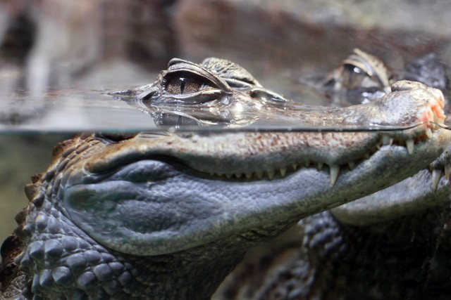 Dwulatek jest 24. ofiarą ataku aligatora na Florydzie od 1973 r.